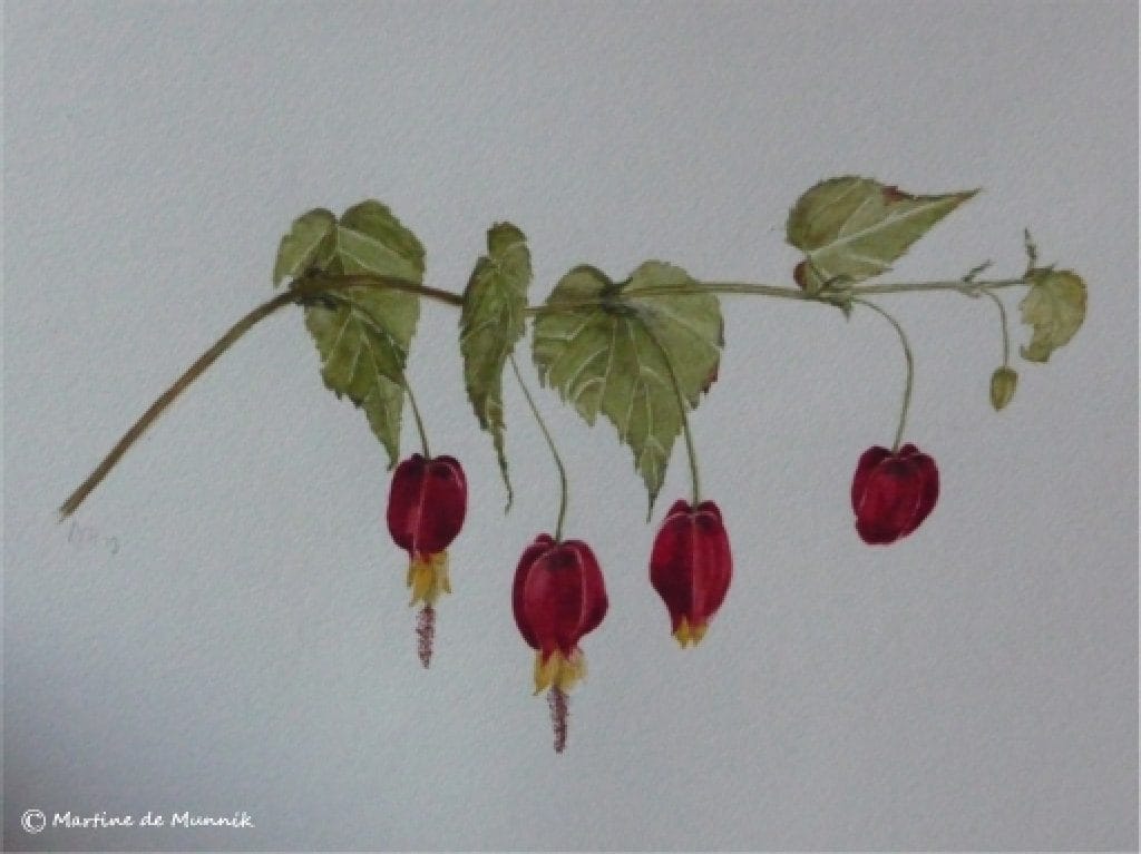Abutilon